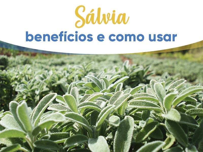 Slvia: benefcios e como usar